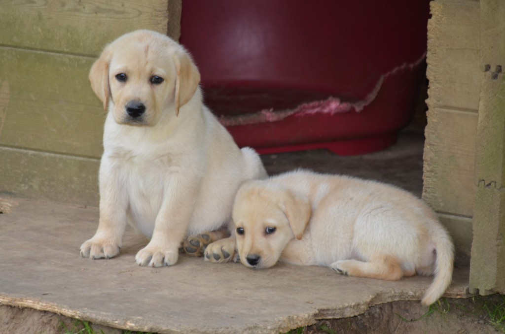 Chiot Labrador (élevage du parc)