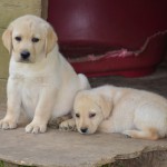 Chiot Labrador (élevage du parc)