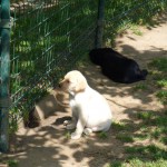 Chiot Labrador (élevage du parc)