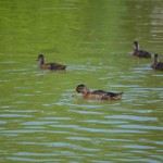 Les canards