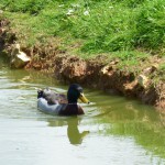 Les canards