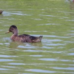 Les canards