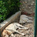 Les labradors