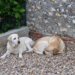 Les labradors