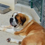 Chien : St Bernard