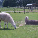 Les lamas