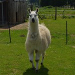 Lama