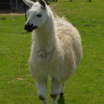 Lama