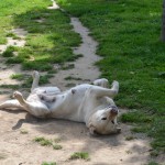 Le coin des calins - Labradors