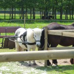 Les chevaux