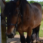 Les chevaux