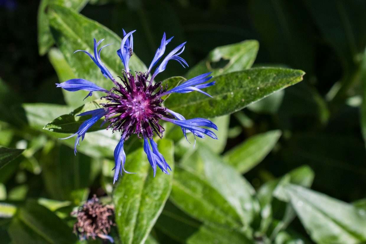 Premier essai de photographie macro avec ce bleuet