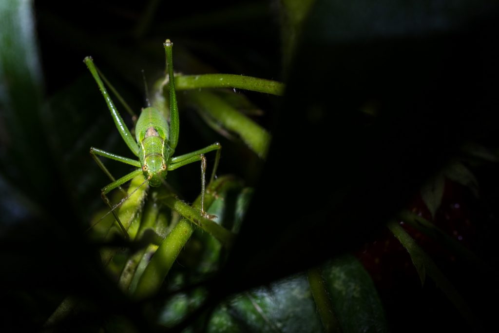 Un grillon vert dans les fraisiers