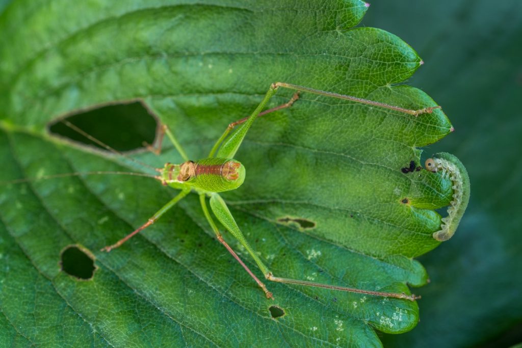 Grillon et Chenille cohabitent dans les fraisiers