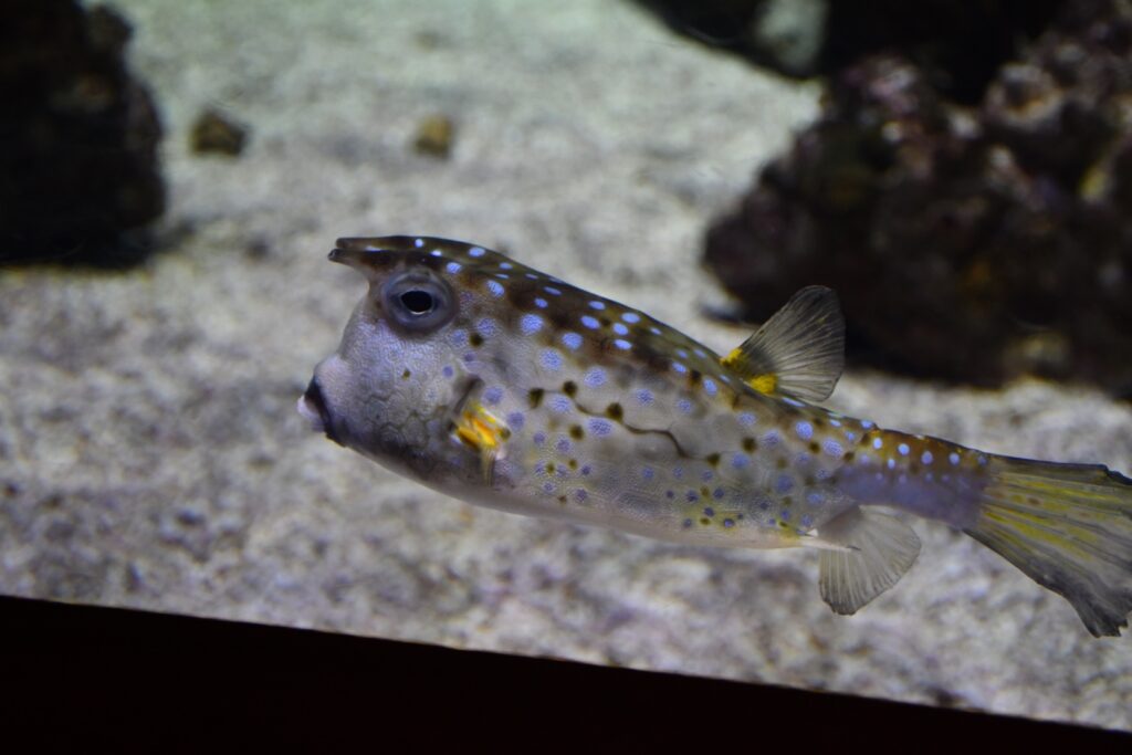 Un poisson taureau ?