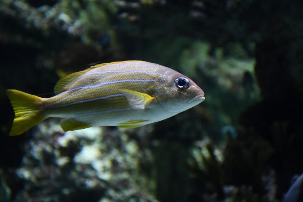 Aquarium de Montpelliers