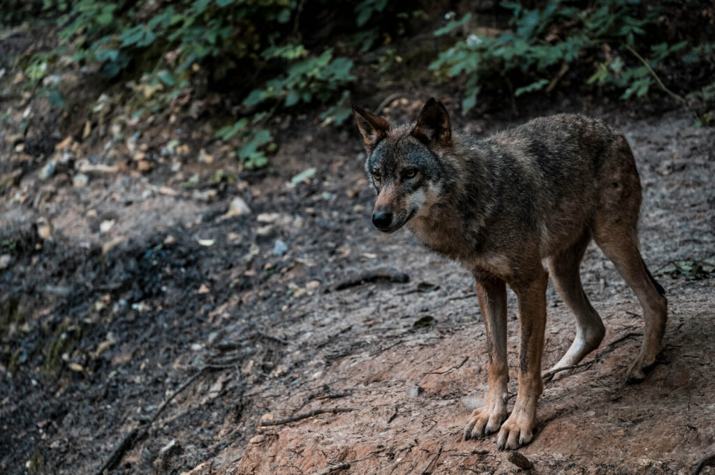 Loup gris au parc Canadien de Muchedent