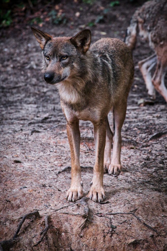 Loup gris