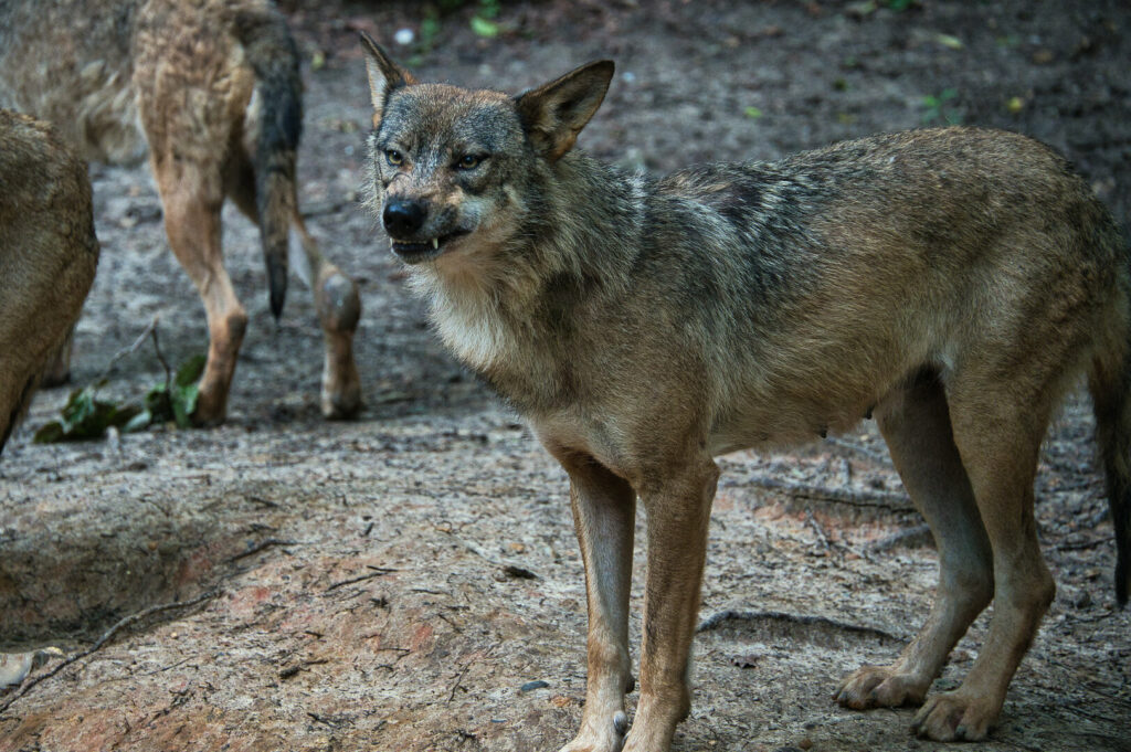 Loup gris à Muchedent