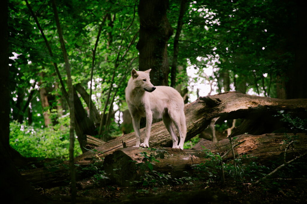 Loup blanc du parc Canadien