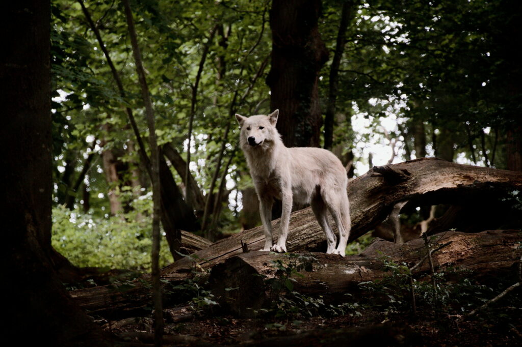 Loup blanc de Muchedent