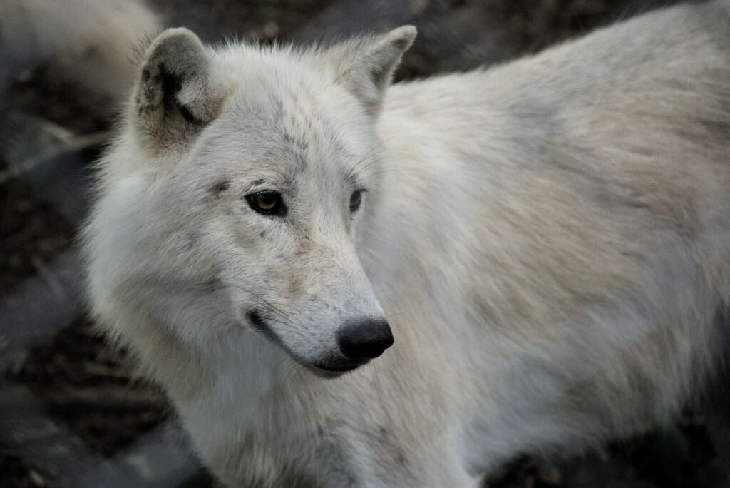 Superbe loup blanc