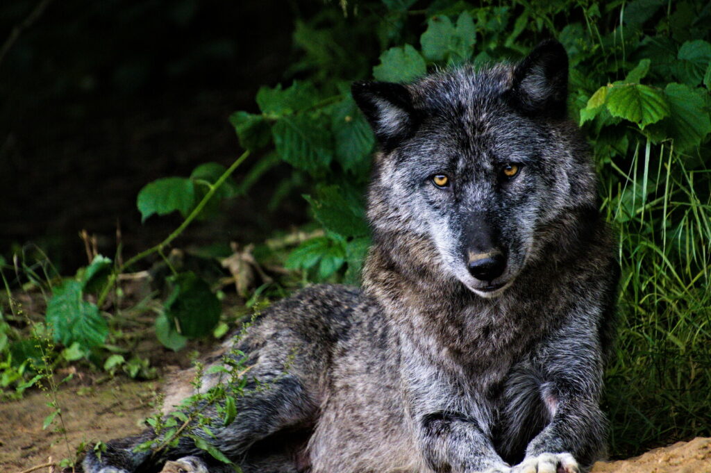 Loup noir du Parc Canadien