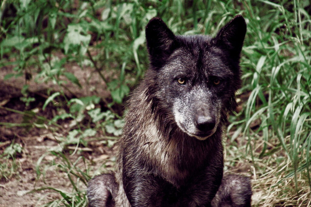 Loup noir à Muchedent