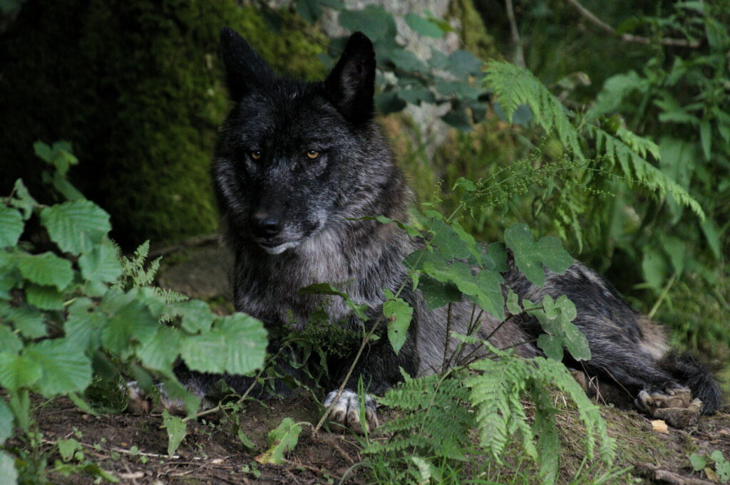 Loup noir du parc Reves de Bisons