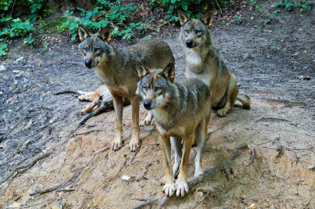 Groupe de loups gris