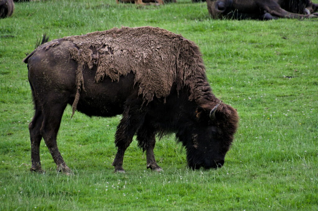 Bison du Parc Canadien