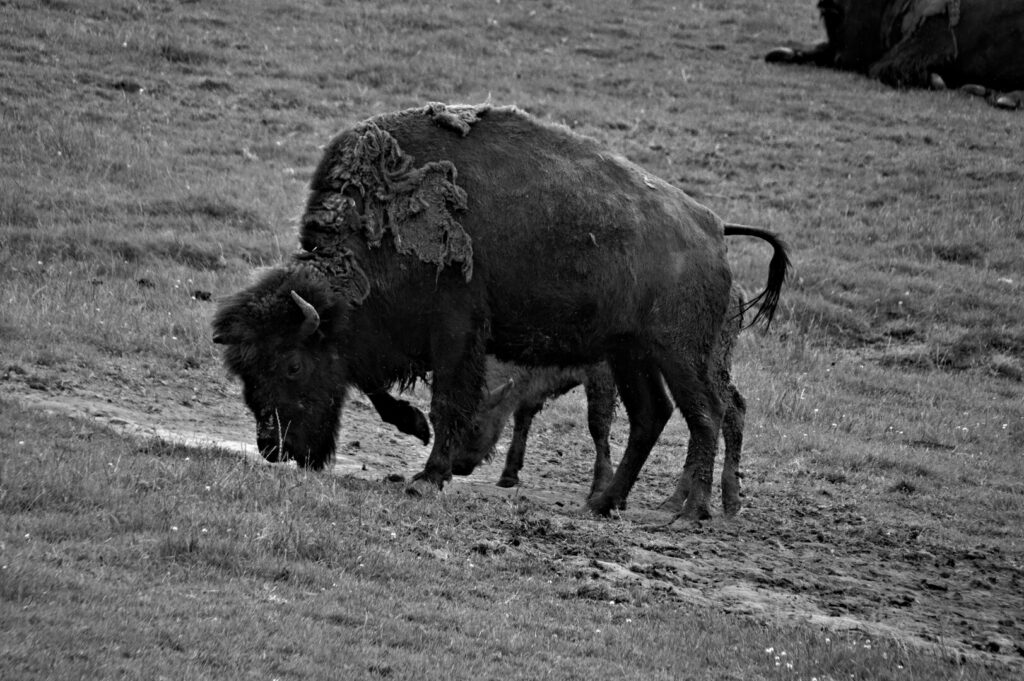 Bison noir et blanc