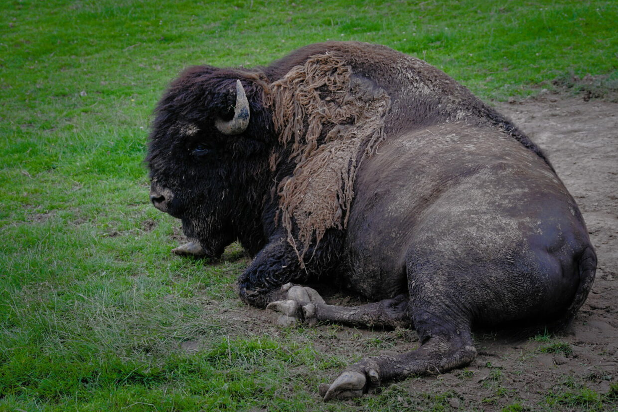 Bison du Parc de Muchedent