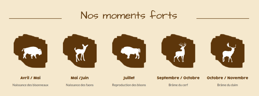 Bisons et cervidés : les moments forts