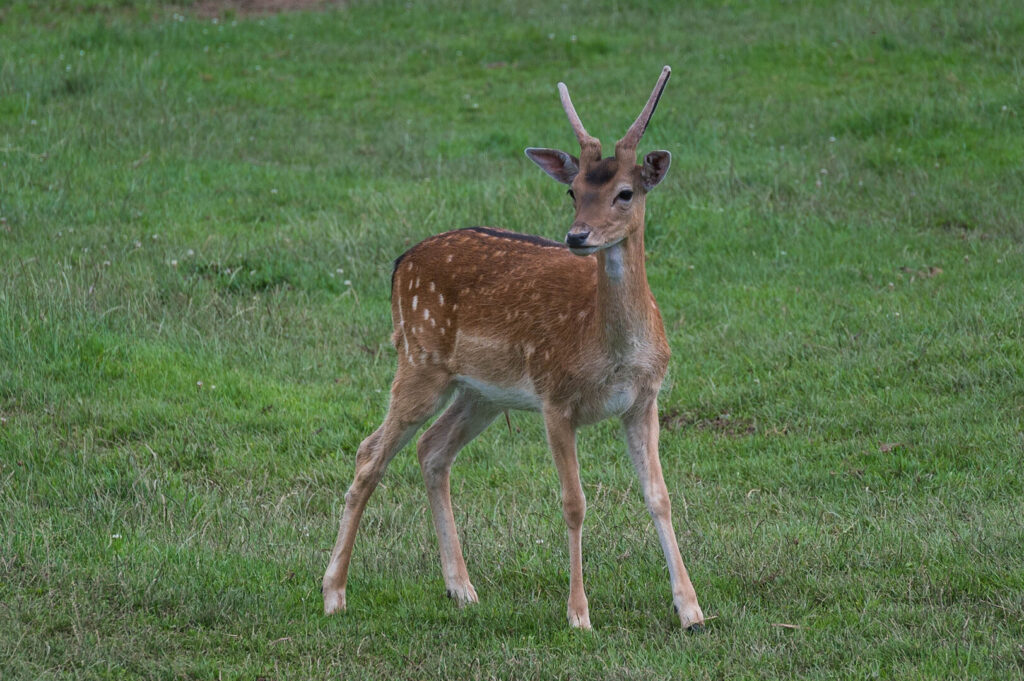 Cervidé du parc Canadien de Muchedent