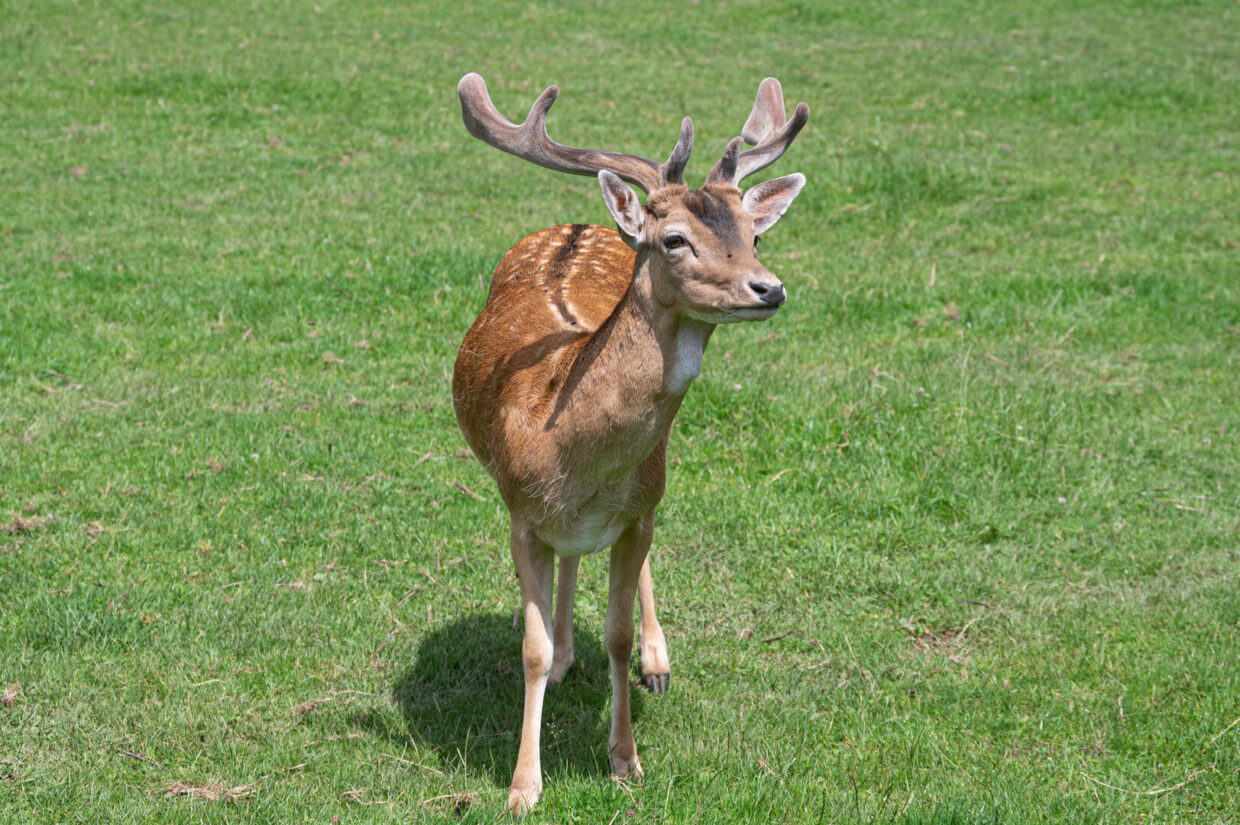 Parc Canadien De Muchedent (3/3) : Les Cervidés