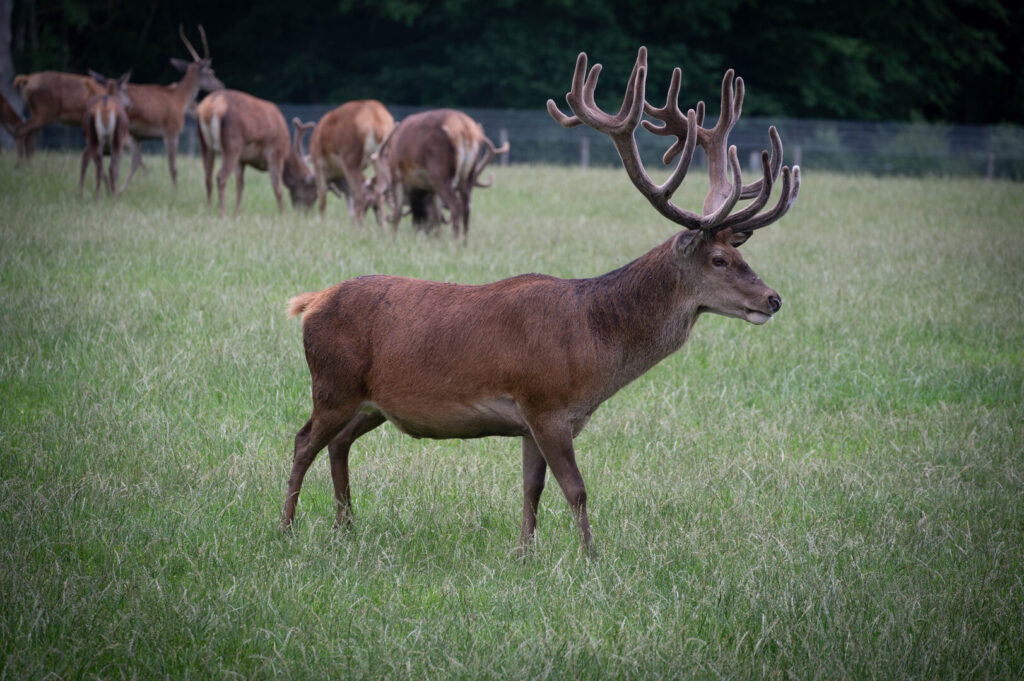 Cerf du Parc Canadien