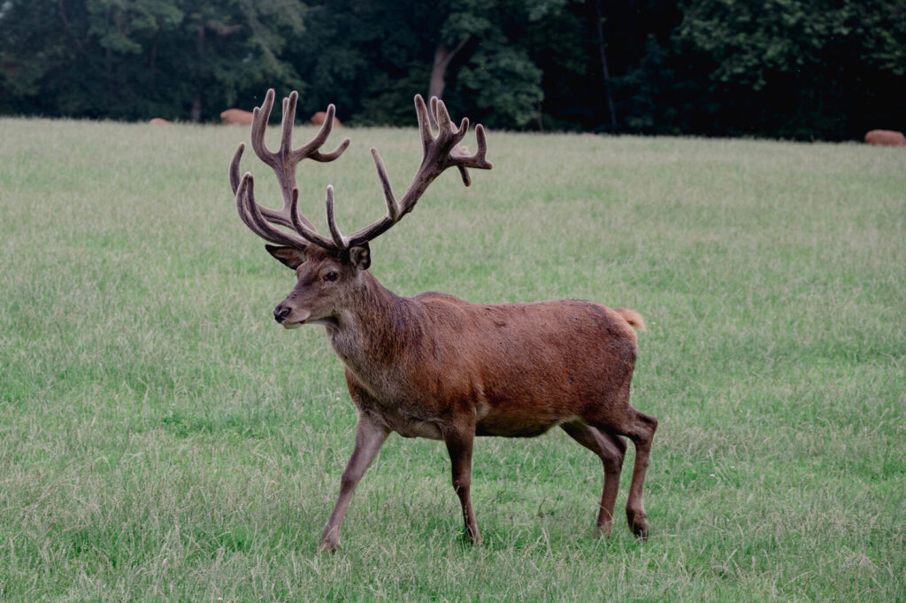 Cerf du Parc de Muchedent