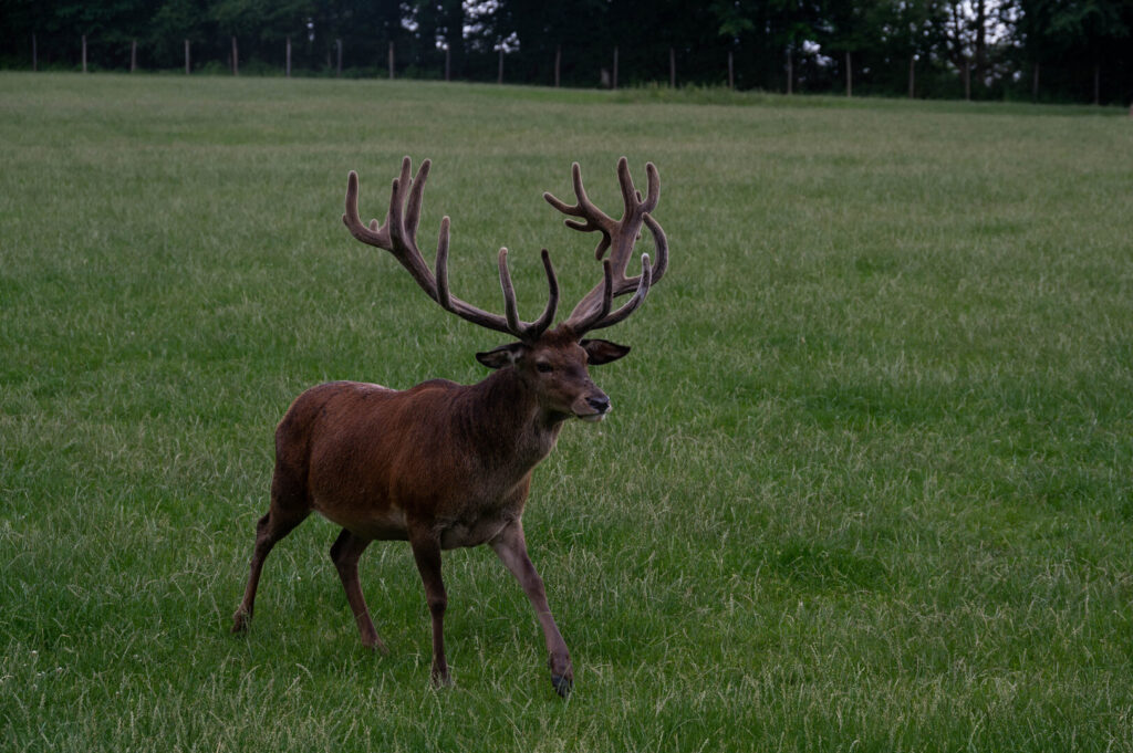 Cerf (parc canadien de Muchedent)