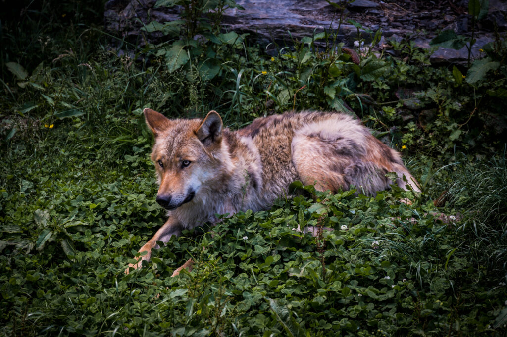 Loup - Parc Le Pal (Allier)