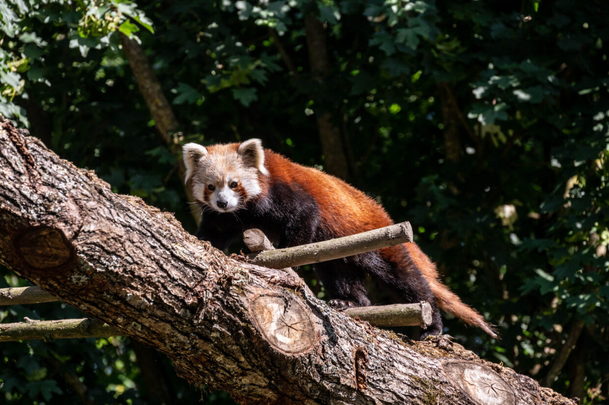 Panda Roux - Parc Le Pal (Allier)