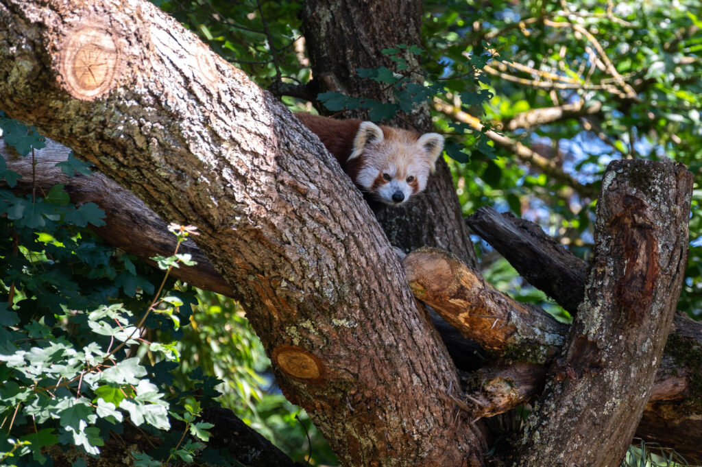 Un Panda Roux - Parc Le Pal (Allier)