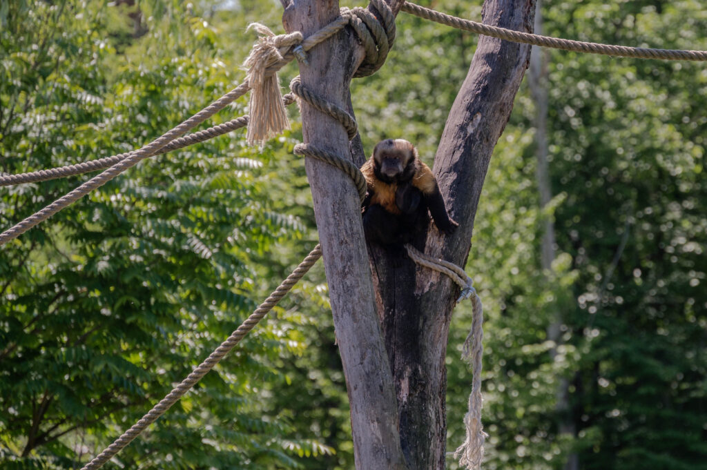 Singe - Parc Le Pal (Allier)