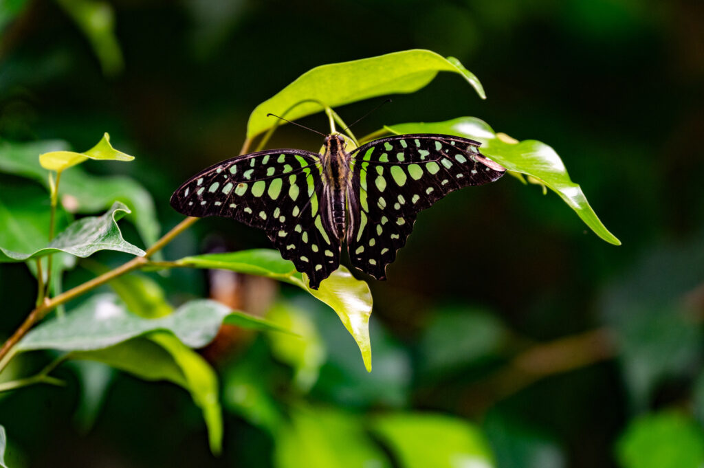 Le Voilier Vert (Graphium agamemnon) originaire des Philippines