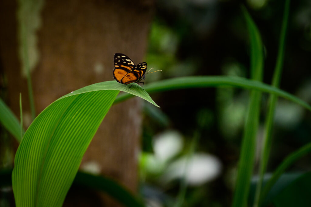 Papillon orange et noir (c'est bien comme nom, non ?)