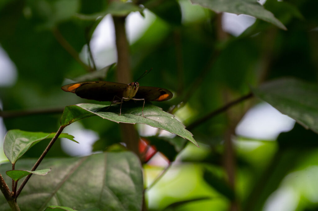 Papillon tropical, Naturospace, Honfleur