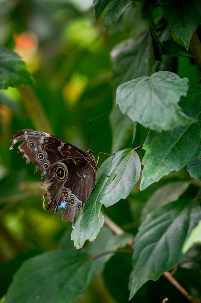 Le Morpho Bleu (Costa Rica)