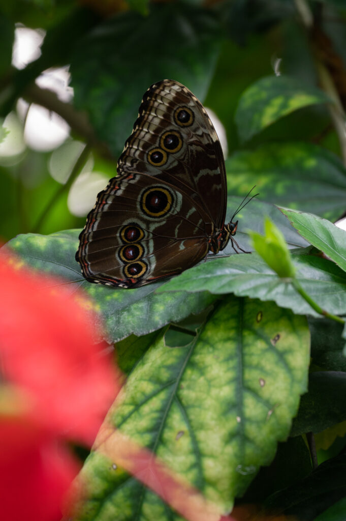 Morpho Bleu (Costa Rica)