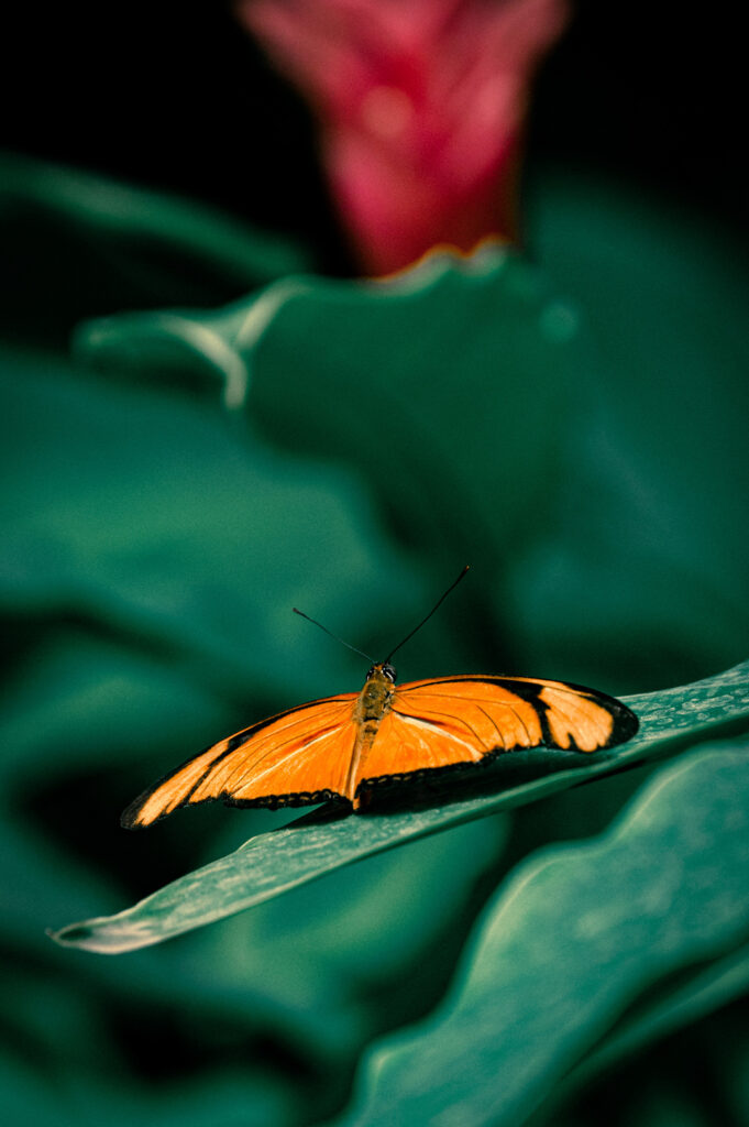 Flambeau ou Dryas Julia (Guyane)