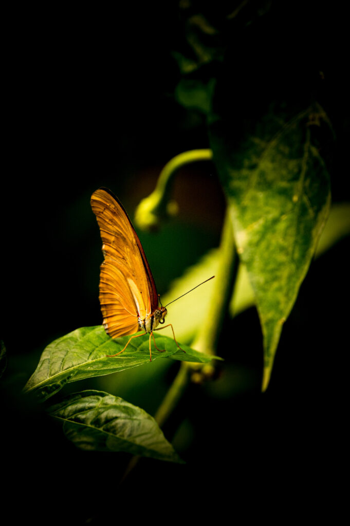 Dryas Julia (Guyane)